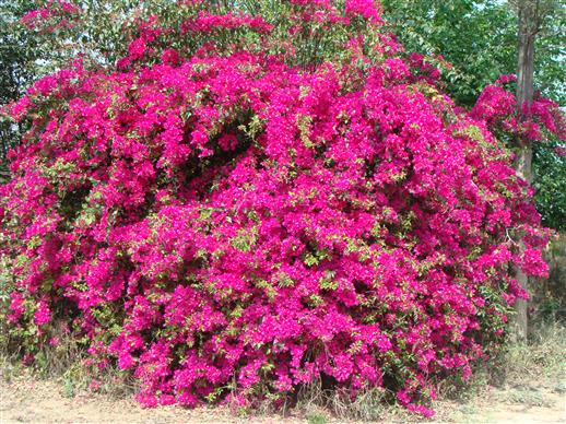 Bougainvillea spectabilis